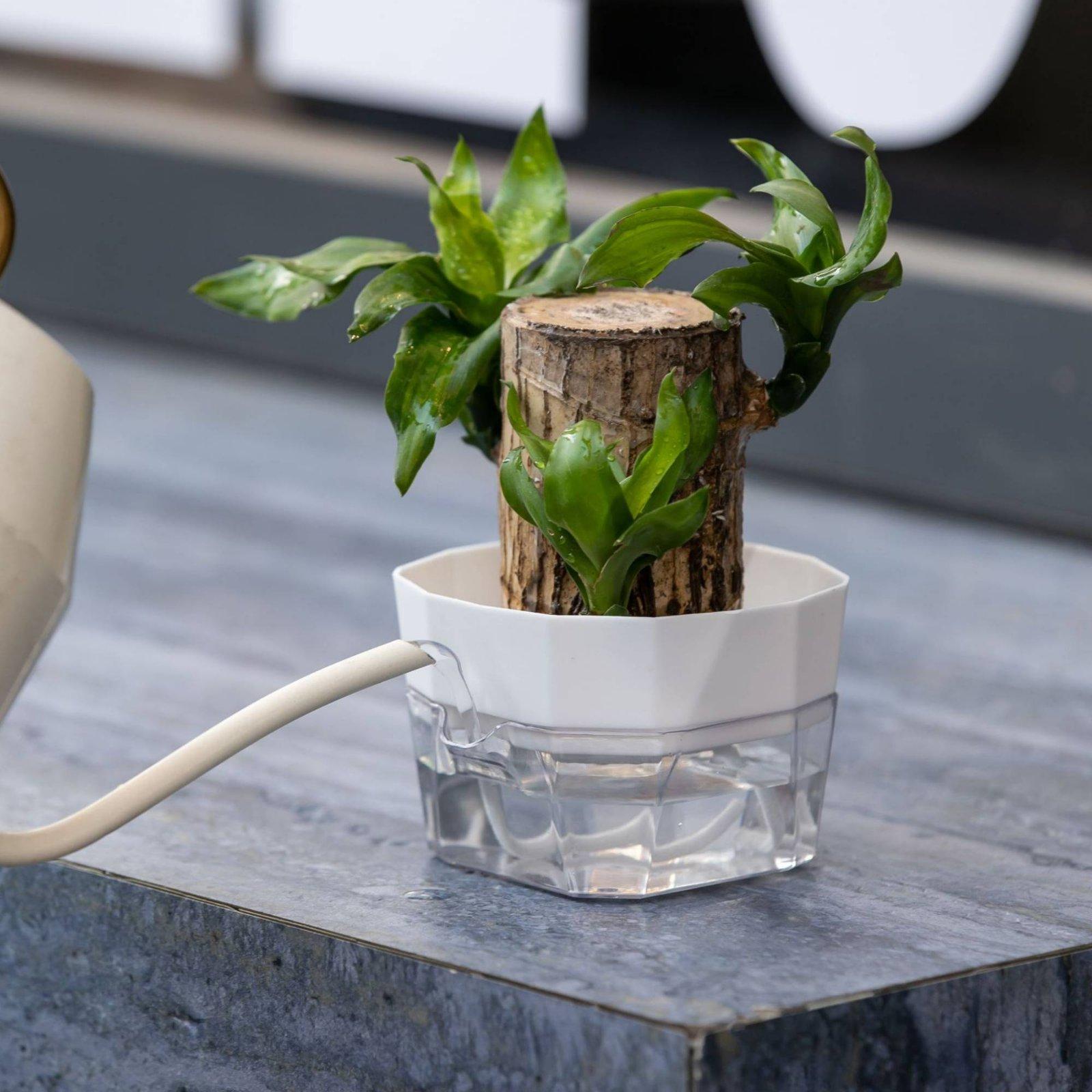 Vaso Idroponico a Due Strati c - Self Watering Planter recensione e prezzo